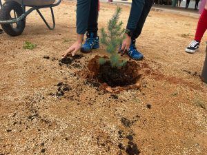 Día del Árbol Día del Árbol