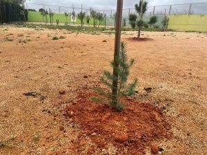 Día del Árbol Día del Árbol