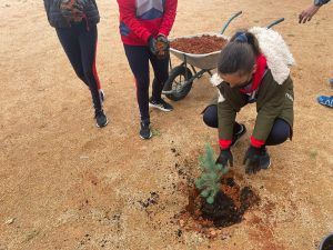 Día del Árbol Día del Árbol